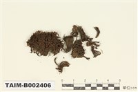 藏品(仙鶴苔屬)的圖片